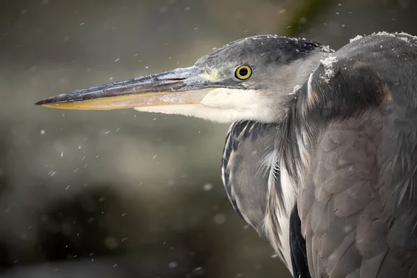 Detailní Pohled Krásné Zelené Heron Zimní Den — Stock fotografie