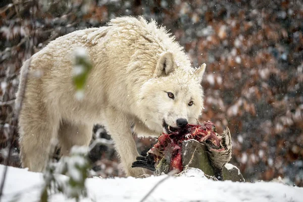 Wild Wolf Animal Eating Bird Natural Habitat Winter — Stock Photo, Image