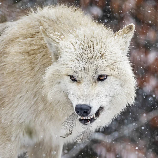 angry wild wolf with feathers in teeth in natural habitat in winter