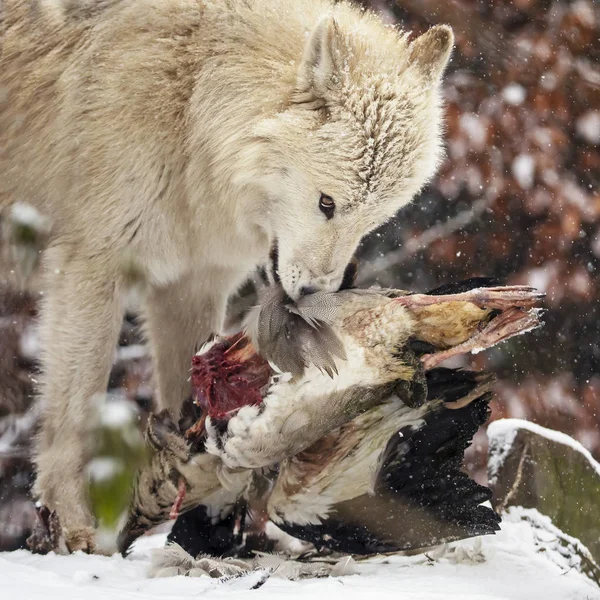 Wildwolf Frisst Vogel Winter Natürlichem Lebensraum — Stockfoto