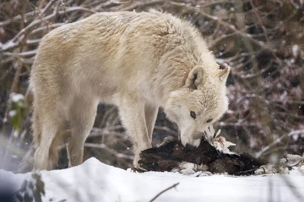 Wildwolf Frisst Vogel Winter Natürlichem Lebensraum — Stockfoto