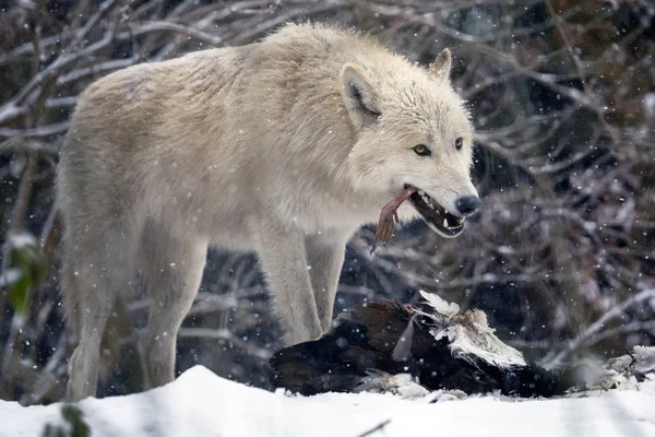 Дикий Волк Поедающий Птиц Естественной Среде Обитания Зимой — стоковое фото