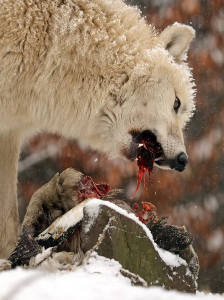 Wildtier Wolf Frisst Winter Fleisch Natürlichem Lebensraum — Stockfoto