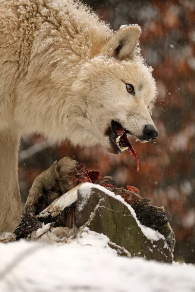 Wild Wolf Animal Eating Meat Natural Habitat Winter — Stock Photo, Image