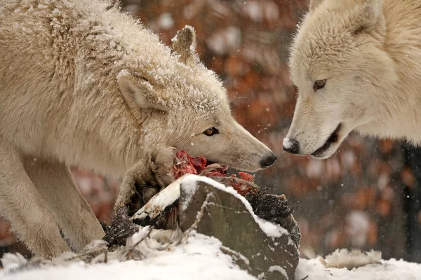 wild wolves animals eating on snow in natural habitat in winter