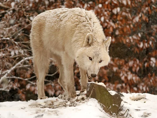 wild wolf animal eating on snow in natural habitat