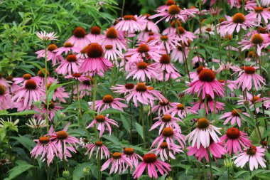 beautiful blooming purple coneflowers with green leaves clipart
