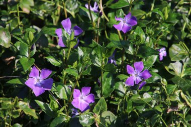 güzel mavi deniz salyangozu çiçek güneşli gün, yeşil yaprakları ile yakından görmek