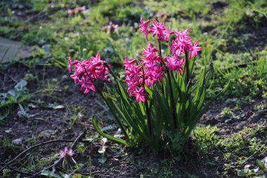 Belediye Mezarlığı'nda Amsterdam, Hollanda, büyüyen yeşil yaprakları ile pembe sümbül