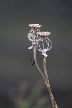 gri arka plan bulanık karşı kuru kök anında yakından görmek