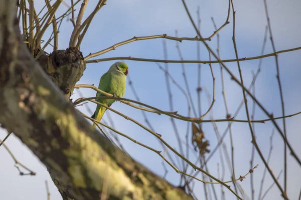 Schöner Grüner Papagei Sitzt Auf Blattlosem Ast Vor Blauem Himmel — Stockfoto