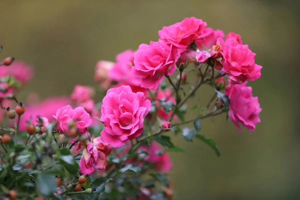 Zbliżenie Kwitnące Piękne Różowe Róże Ogrodowe Zielonych Liści Pąków — Zdjęcie stockowe