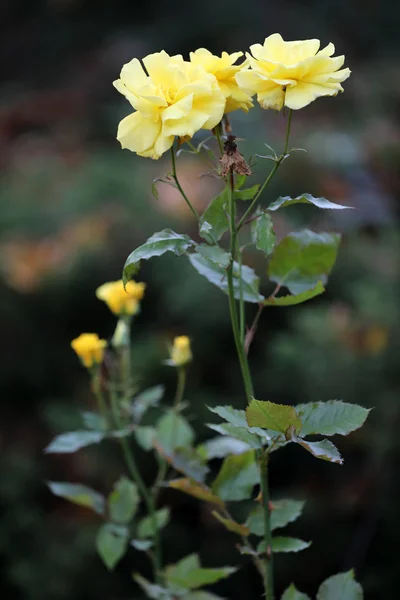 Beautiful Yellow Garden Roses Green Leaves — Stock Photo, Image