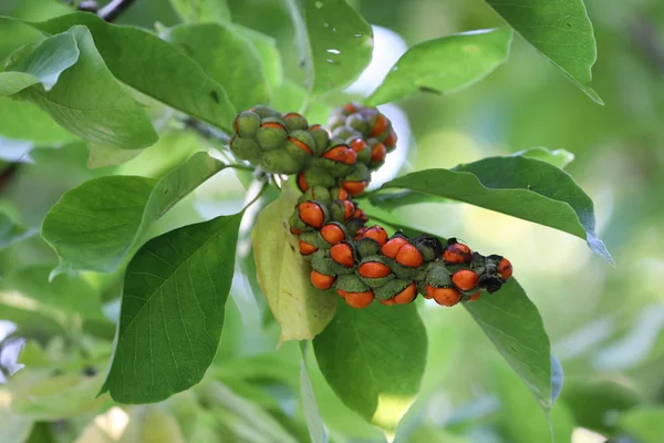 Vergrote Weergave Van Vertakking Van Beslissingsstructuur Met Oranje Bessen Groene — Stockfoto