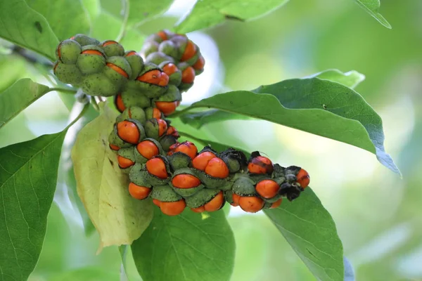 Close View Tree Branch Orange Berries Green Leaves — Stock Photo, Image