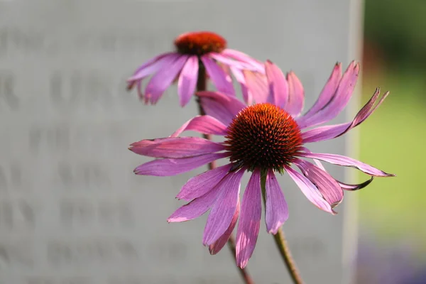 Nahaufnahme Lila Sonnenhut Auf Dem Städtischen Friedhof Amsterdam Niederlande — Stockfoto