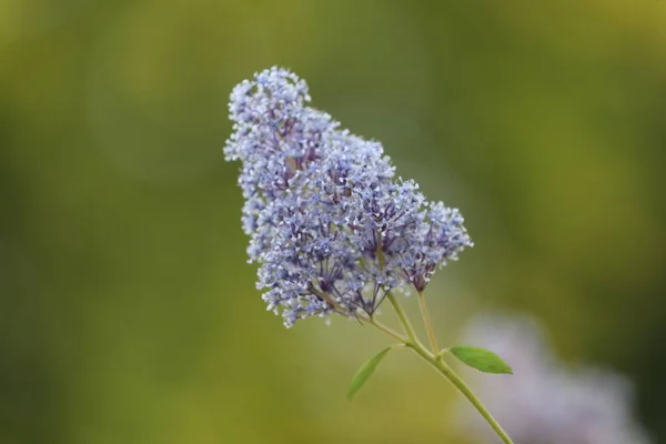 Güzel Çiçek Açan Buddleia Çiçekler Ile Yeşil Dal Üzerinde Doğal — Stok fotoğraf