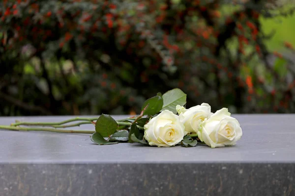 Weiße Rosen Auf Grabstein Auf Dem Städtischen Friedhof Amsterdam Niederlande — Stockfoto