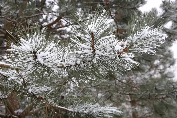 Vista Cerca Ramas Pino Siempreverdes Cubiertas Nieve —  Fotos de Stock