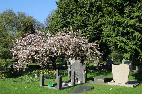 Grafstenen Zonnige Lente Gemeentelijke Begraafplaats Amsterdam Nederland — Stockfoto