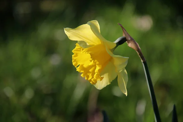 Detailní Pohled Krásný Žlutý Narcis Rozmazané Pozadí Přírodní Zelené — Stock fotografie