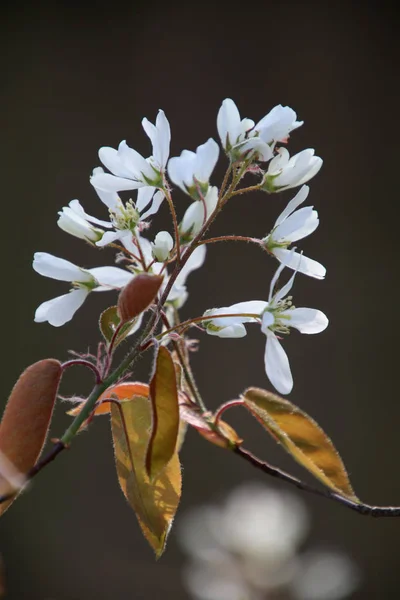 Vista Cerca Hermosas Flores Blancas Ramita Primavera — Foto de Stock