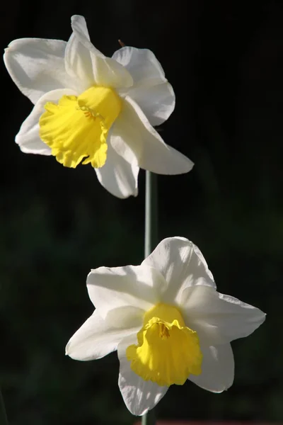 緑の自然な背景をぼかした写真に美しい白と黄色の水仙のクローズ アップ ビュー — ストック写真