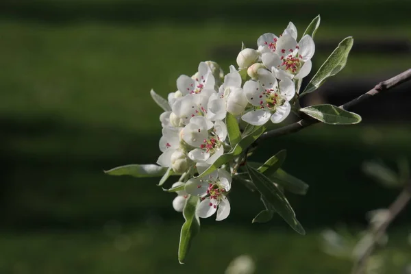Virágok Szép Fehér Cseresznyefa Kiadványról Homályos Zöld Természetes Háttér — Stock Fotó