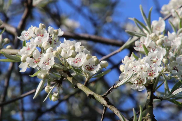 晴れた春の日に美しい白い桜の花のクローズ アップ ビュー — ストック写真