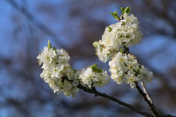 晴れた春の日に美しい白い桜の花のクローズ アップ ビュー — ストック写真