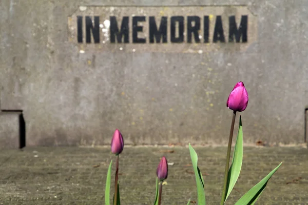 ピンクのチューリップとオランダのアムステルダムの市営墓地に墓石 — ストック写真
