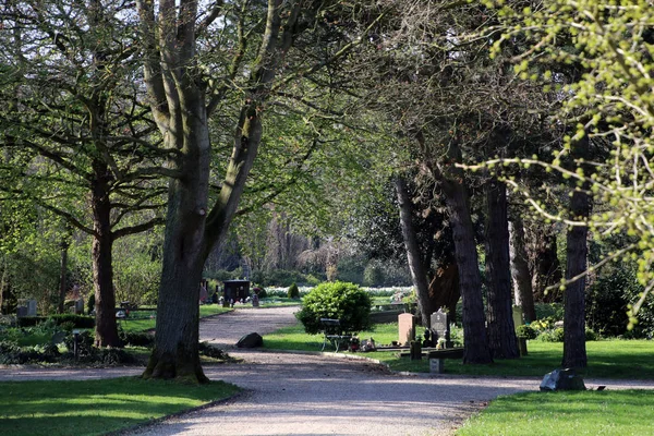 Alberi Vicoli Lapidi Nel Cimitero Comunale Amsterdam Paesi Bassi — Foto Stock