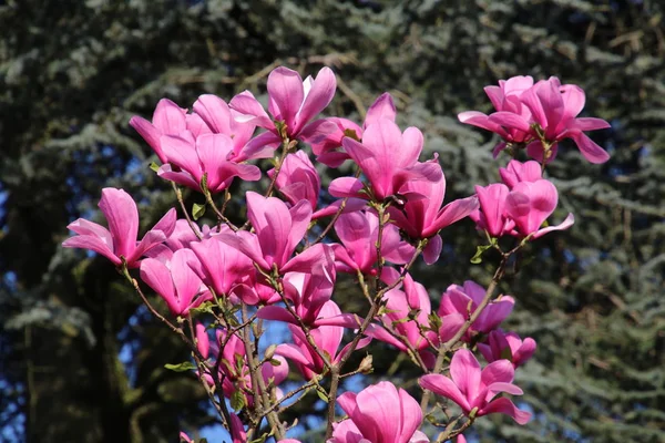 晴れた春の日で葉の緑と美しいピンク咲くモクレンの花 — ストック写真