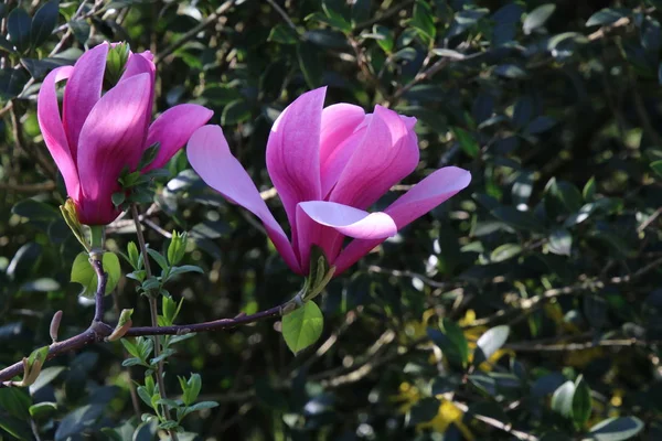 Schöne Blühende Rosa Magnolienblüten Mit Grünen Blättern Sonnigen Frühlingstagen — Stockfoto