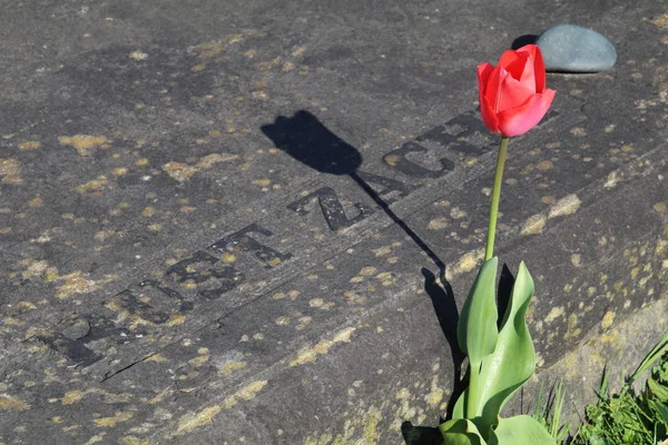 Röd Tulip Flower Nära Gravsten Kommunala Kyrkogården Amsterdam Nederländerna — Stockfoto