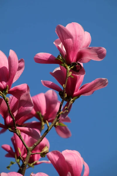 に対して美しいピンクのモクレンの花のクローズ アップ ビュー澄んだ青い空 — ストック写真