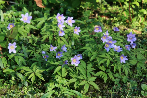 Όμορφη Μπλε Bellflowers Πράσινα Φύλλα Ηλιόλουστη Ημέρα — Φωτογραφία Αρχείου