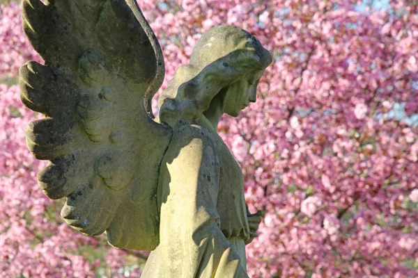 Staty Angel Och Blommande Träd Kommunala Kyrkogården Amsterdam Nederländerna — Stockfoto