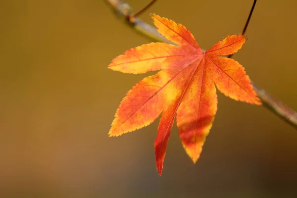 Vista Cerca Hoja Otoño Color Rojo Brillante Amarillo Rama Del — Foto de Stock