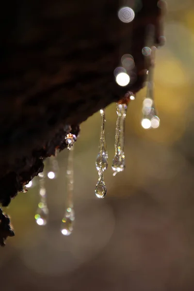 Vista Perto Gotas Alcatrão Pinheiro Resina Vazando Casca Árvore Escura — Fotografia de Stock