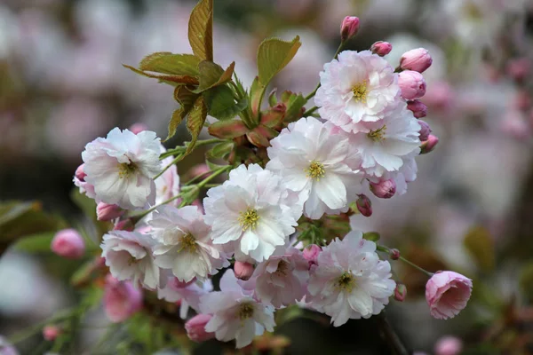 美しいピンクの桜の花 選択と集中のクローズ アップ ビュー — ストック写真