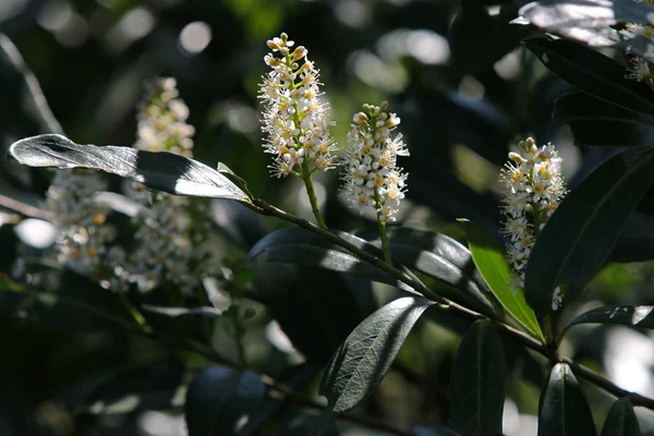 Mooie Witte Vogelkers Boom Bloemen Zonnige Dag — Stockfoto