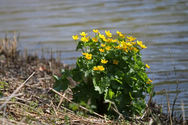 Όμορφα Κίτρινα Λουλούδια Πράσινα Φύλλα Που Αναπτύσσονται Στο Riverside — Φωτογραφία Αρχείου