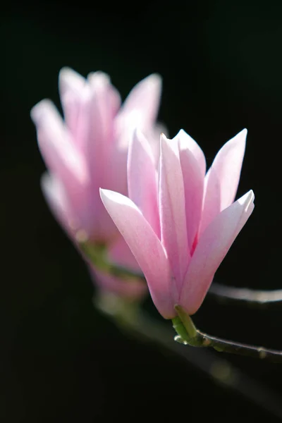 Bulanık Doğal Zemin Üzerine Çiçek Açan Güzel Pembe Manolya Çiçek — Stok fotoğraf
