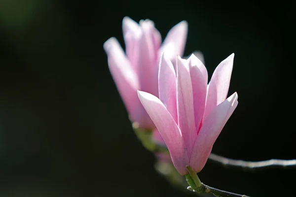 Hermosas Flores Magnolia Rosa Floreciendo Sobre Fondo Natural Borroso —  Fotos de Stock