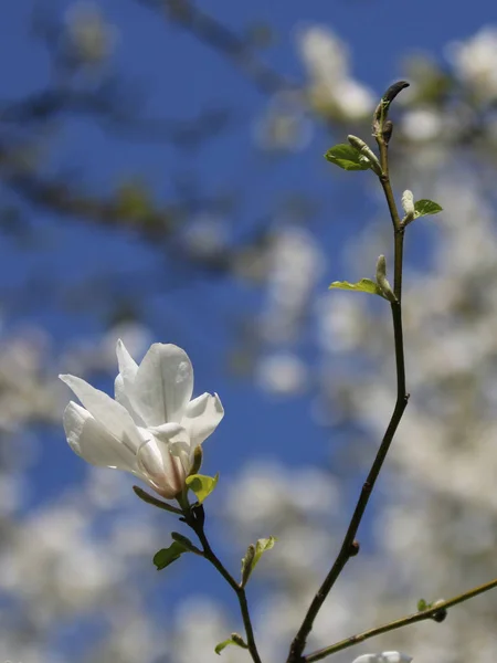 青い空を背景に咲く美しい白モクレンの花 — ストック写真