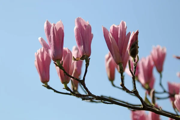 Beautiful Pink Magnolia Flowers Blooming Blue Sky — Stock Photo, Image