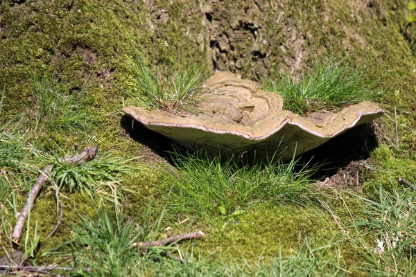 Close View Vegetation Tree Bark Municipal Cemetery Amsterdam Netherlands — Stock Photo, Image