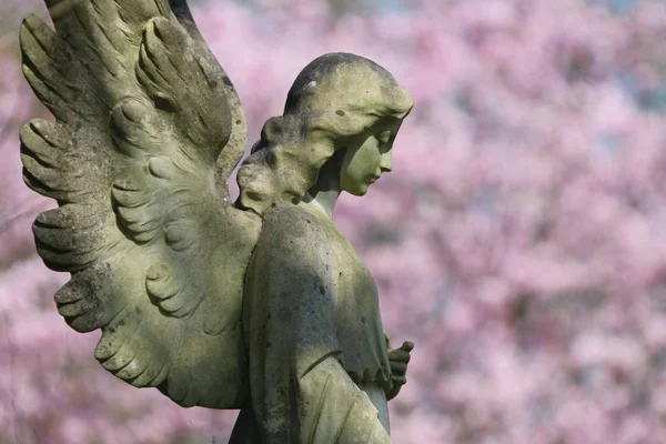 Side View Statue Angel Municipal Cemetery Amsterdam Netherlands — Stock Photo, Image