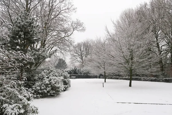 Snow Covered Trees Municipal Cemetery Amsterdam Netherlands — Stock Photo, Image